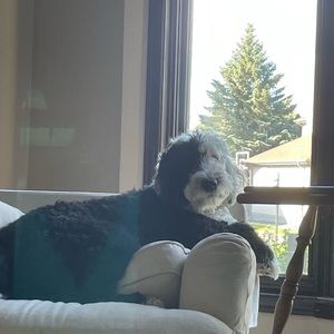 Meet your Posher, Maeve